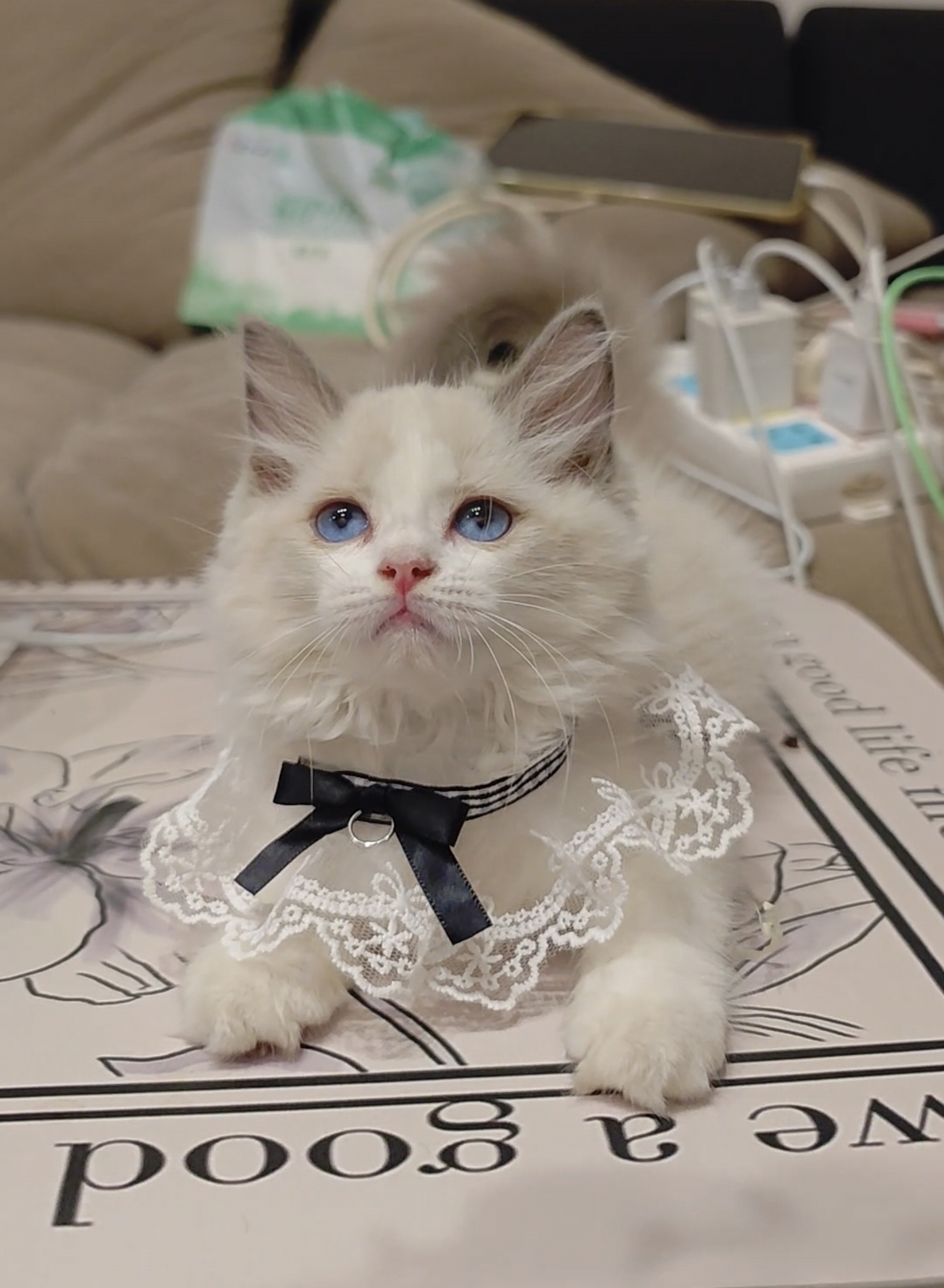 蓝双布偶猫妹妹
